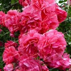 Саджанці грунтопокривних троянд «Розаріум Ютерзен»