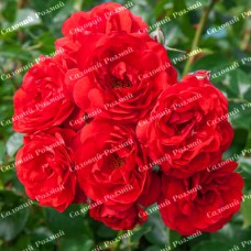 Саджанці грунтопокривних троянд «Скарлет Мейяндекор»