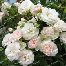 Саджанці грунтопокривних троянд «Свані»