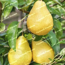 Саджанці груші «Дюшес» - 1-річний