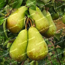 Саджанці груші «Конференція» - 1-річний