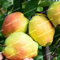 Саджанці груші «Киргизька Красуня» - 1-річний