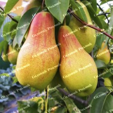 Саджанці груші «Лісова Красуня» - 1-річний