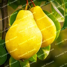 Саджанці груші «Лимонка» - 1-річний