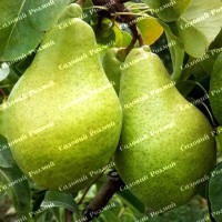 Саджанці груші «Листопадова» - 1-річний