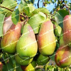 Саджанці груші «Парижанка» - 1-річний