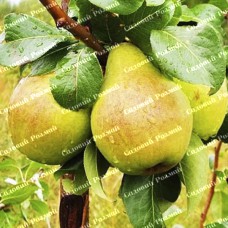 Саджанці груші «Рікс» - 1-річний