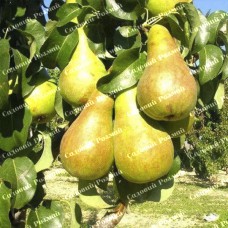 Саджанці груші «Роси Буковини» - 1-річний