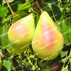 Саджанці груші «Санта Марія» - 1-річний