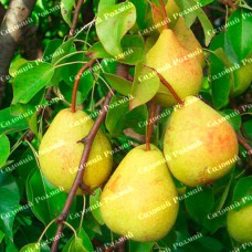 Саджанці груші «Скарб» - 1-річний