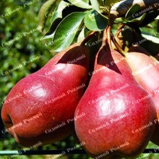 Саджанці груші «Старкрімсон» - 1-річний