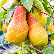 Саджанці груші «Талгарська Красуня» - 1-річний