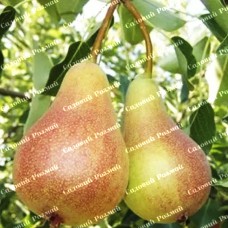 Саджанці груші «Весільна» - 1-річний