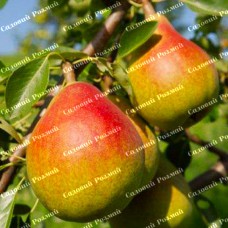 Саджанці груші «Вільямс» - 1-річний