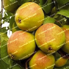 Саджанці груші «Яблунівська» - 1-річний