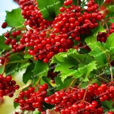 Саджанці калини «Червоне Гроно»