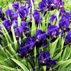 Саджанці карликового ірису «Джазаматаз»