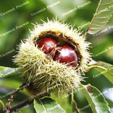 Саджанці каштана «Неаполітанський» (їстівний)