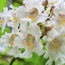 Саджанці катальпи «Ауреа»