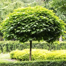 Саджанці катальпи на штамбі «Нана»