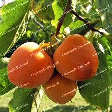 Саджанці хурми «Божий Дар» - 2-річний