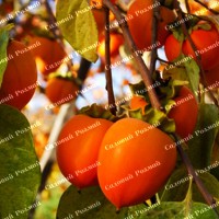 Саджанці хурми «Биче Серце» - 1-річний