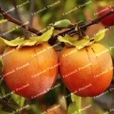 Саджанці хурми «Дар Софіївки» - 2-річний