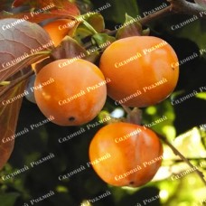 Саджанці хурми «Джон Рік» - 2-річний