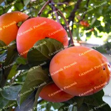 Саджанці хурми «Гора Говерла» - 2-річний