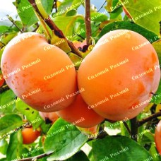 Саджанці хурми «Гора Роман Кош» - 2-річний