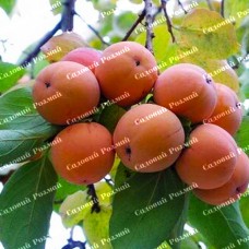 Саджанці хурми «Кавказька» (сіянець) - 1-річний