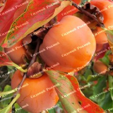 Саджанці хурми «Колгоспниця» - 2-річний