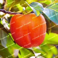 Саджанці хурми «Корольок» - 2-річний