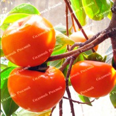 Саджанці хурми «Мідер» - 2-річний