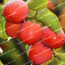 Саджанці хурми «Микитська Бордова» - 2-річний