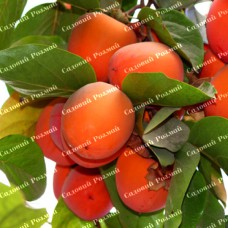 Саджанці хурми «Пам'ять Черняєва» - 2-річний