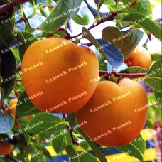 Саджанці хурми «Шарон» - 2-річний