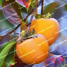 Саджанці хурми «Скіфське Золото» - 2-річний