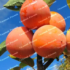 Саджанці хурми «Соснівська» - 2-річний