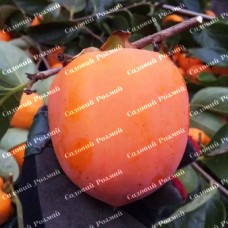 Саджанці хурми «Українка» - 2-річний