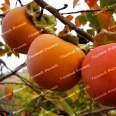 Саджанці хурми «Віргінська Великоплідна» - 2-річний