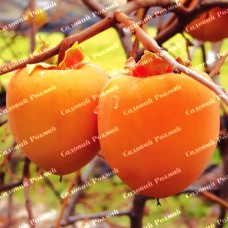 Саджанці хурми «Знахідка» - 2-річний