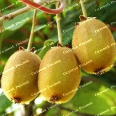 Саджанці ківі «Едвард» - 1-річний