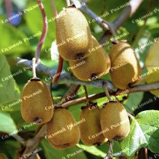 Саджанці ківі «Генріх» - 1-річний