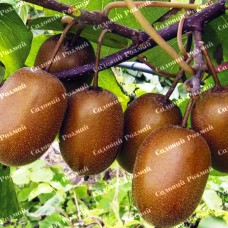 Саджанці ківі «Хейворд» - 1-річний