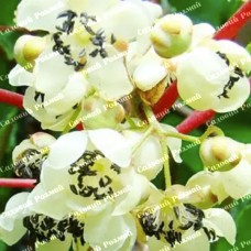 Саджанці ківі «Мальбек» - 1-річний