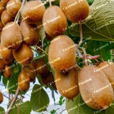 Саджанці ківі «Соло» - 1-річний