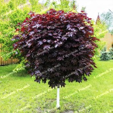 Саджанці клена на штамбі «Червонолистий»