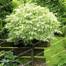 Саджанці клена на штамбі «Фламінго»