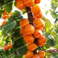 Саджанці колоновидного абрикосу «Санні»